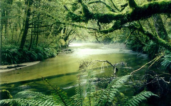 Spooky green stream in a jungle, ferns, moss, and mist